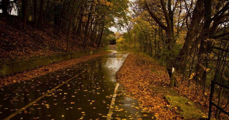 Чарівність природи: дослідники розкрили причини зміни кольору листя на деревах восени (фото)