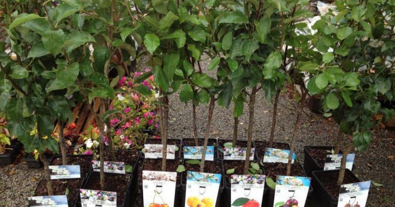 Коли оптимальніше придбати саджанці: навесні чи восени?