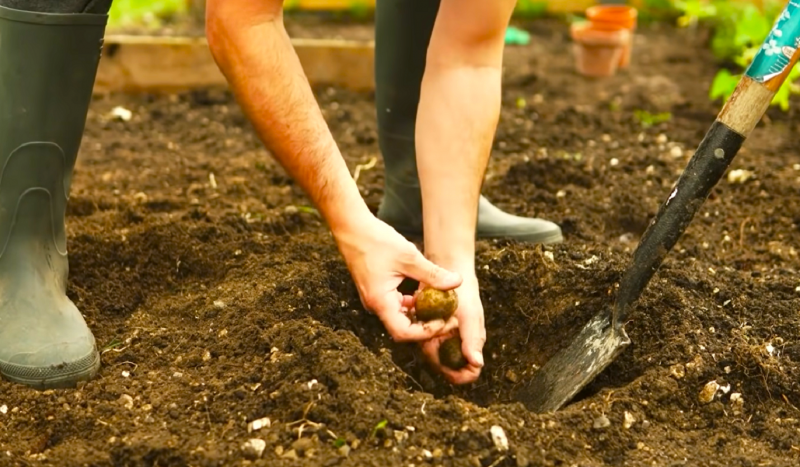 Коли садити картоплю у 2026 році: до чи після Великодня?