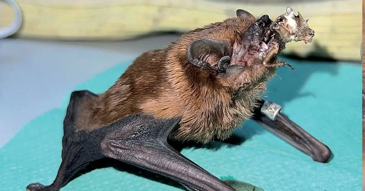 900 летючих ссавців на одному балконі!