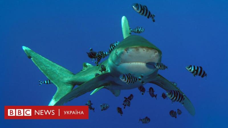 У Єгипті сталася трагедія: акула забрала життя туриста, тоді як іншому вдалося залишитися в живих - BBC News Україна.