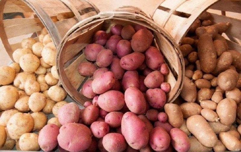 Чи дійсно біла картопля є більш шкідливою, ніж фіолетова? Науковці виявили несподівані факти.