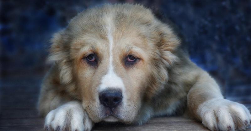 У Київській області чоловік вчинив вбивство собаки свого сусіда: які наслідки чекають на злочинця (фото)