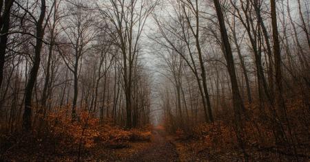 Де очікується підвищення температури до +18: прогноз погодних умов на тиждень з 3 по 9 листопада.