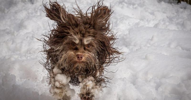У снігу дійсно можна відчути аромат: сніжинки в міській суєті і в віддалених арктичних просторах мають різні запахи.