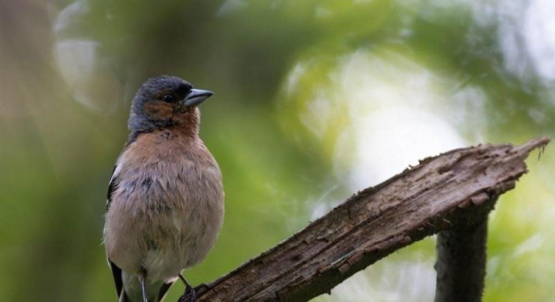 Чи мають птахи зуби та чи пережовують вони свою їжу: відповідь орнітолога.