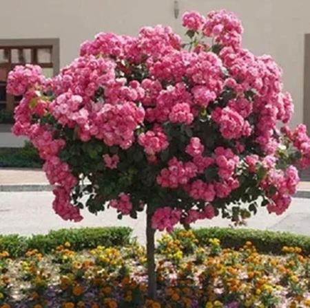 Штамбові троянди: новий садовий тренд 2025 року для особистих та комерційних територій.