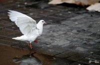 Завтра в Україні очікується похмура погода, а температура підвищиться до 5 градусів.