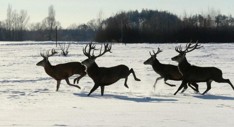 В екопарку поблизу Києва проживає більше ста оленів - чи можливо підійти до них ближче (фоторепортаж)