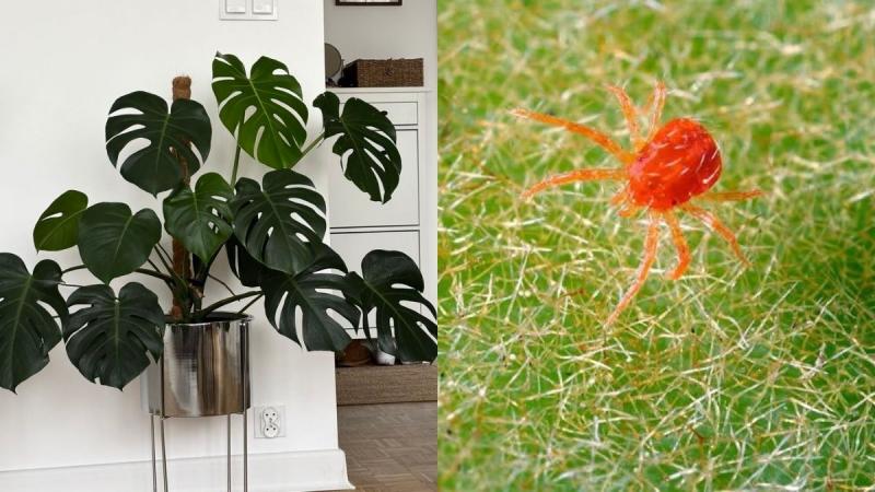 Павутинний кліщ на кімнатних рослинах - як з ним боротися?