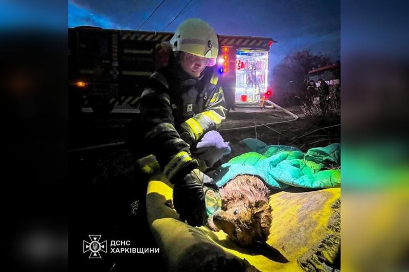 У Харкові під час пожежі вдалося врятувати двох собак: як почуваються чотирилапі? - Новини Весь Харків