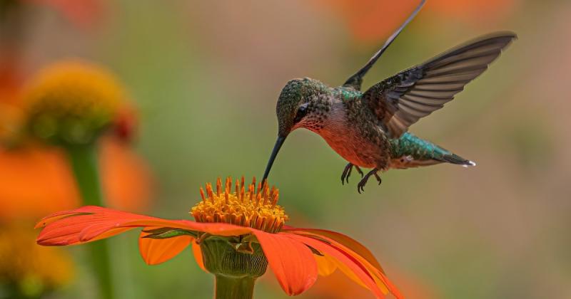 Колібрі мають пристрасть до 